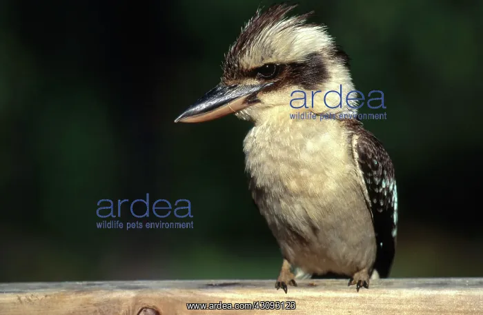 : Kookaburra : Kookaburra