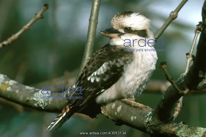 : Kookaburra : Kookaburra