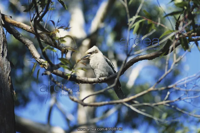 : Kookaburra : Kookaburra