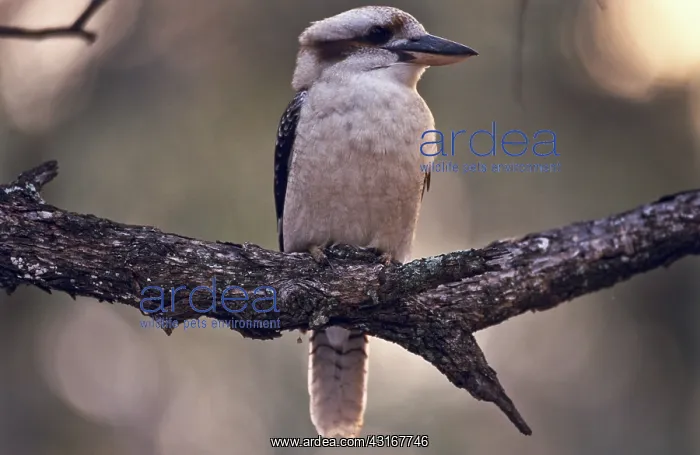 : Kookaburra : Kookaburra