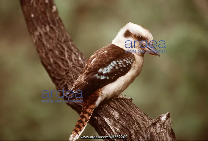 : KOOKABURRA : KOOKABURRA