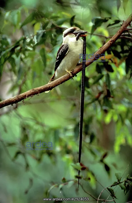 : Kookaburra - juvenile eating Yellow-naped Snake : Kookaburra - juvenile eating Yellow-naped Snake