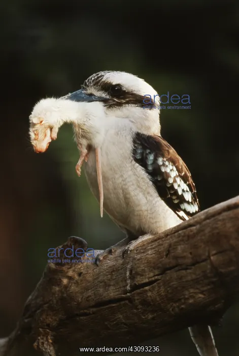 : Kookaburra with Rat : Kookaburra with Rat