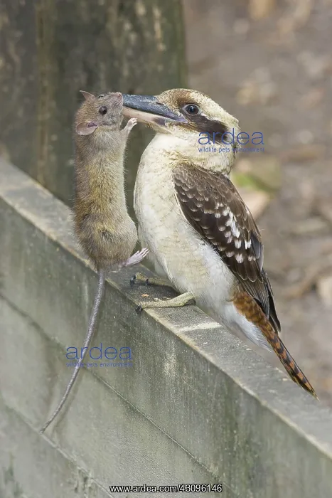 : Kookaburra with rat prey : Kookaburra with rat prey