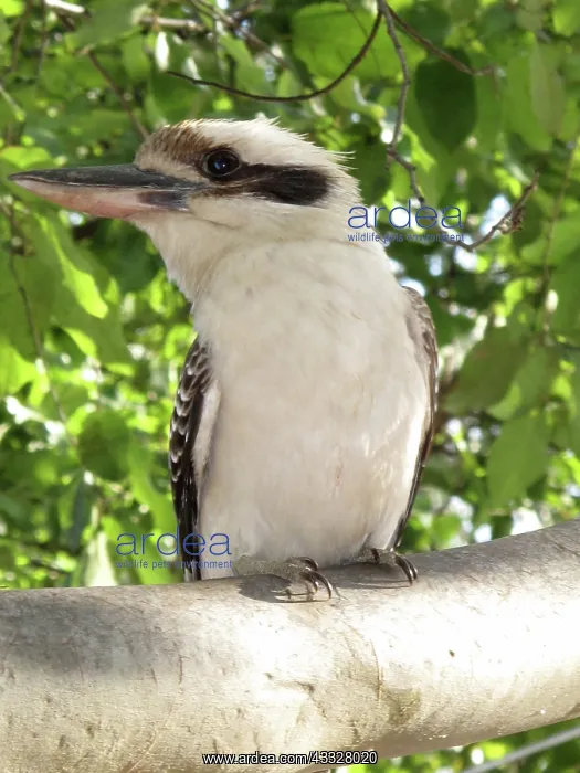 : Kookaburra in tree : Kookaburra in tree