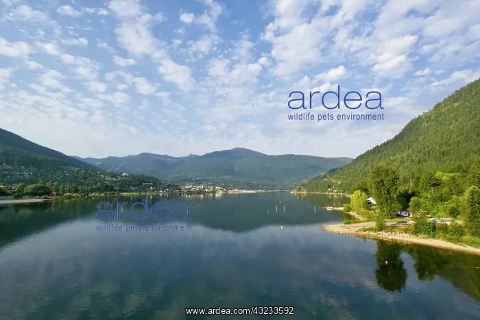 : Kootenay Lake in Nelson British Columbia : Kootenay Lake in Nelson British Columbia