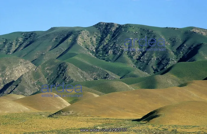 : Kopetdag mountains - foothills - evening : Kopetdag mountains - foothills - evening