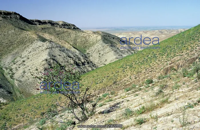 : Kopetdag Mountains Range - a view into Karakum : Kopetdag Mountains Range - a view into Karakum