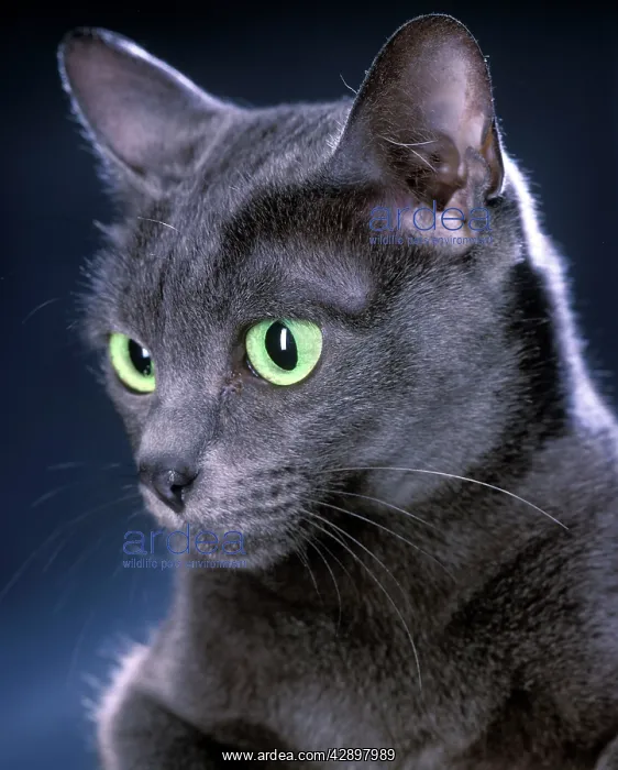  : Korat Cat