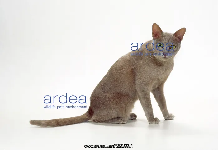  : Korat-thai Lilac Cat