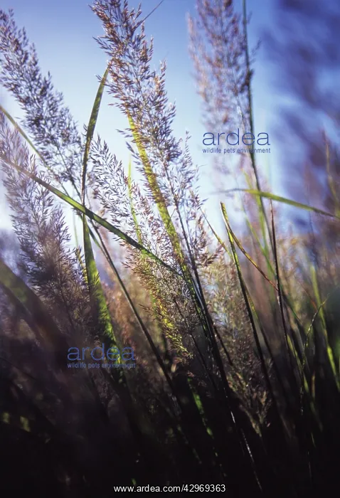 : Korean feather reed grass : Korean feather reed grass
