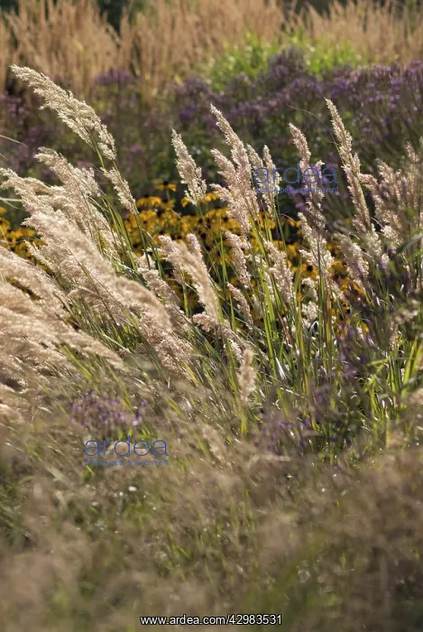 : Korean Feather Reed Grass : Korean Feather Reed Grass