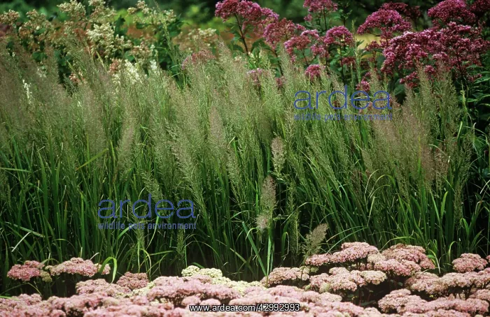 : Korean feather reed grass : Korean feather reed grass