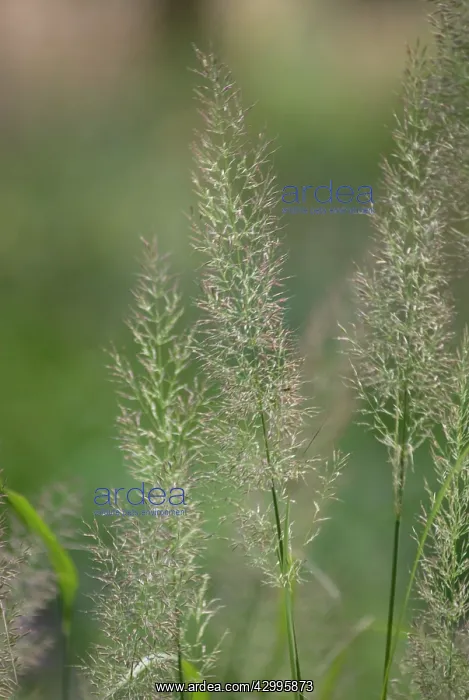 : Korean Feather Reed Grass : Korean Feather Reed Grass