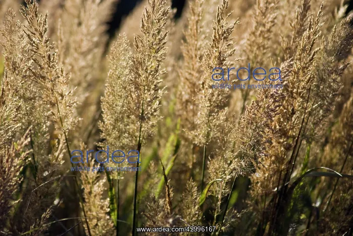 : Korean Feather Reed Grass : Korean Feather Reed Grass