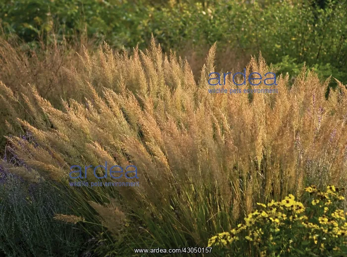 : Korean Feather Reed Grass : Korean Feather Reed Grass