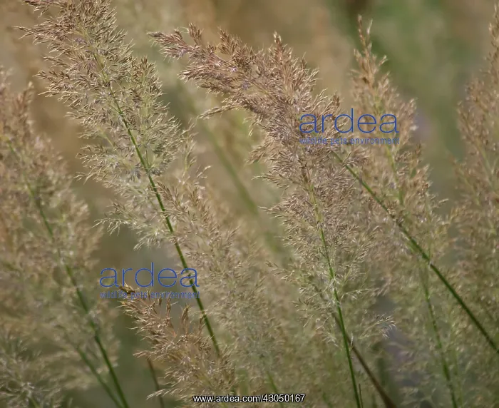 : Korean Feather Reed Grass : Korean Feather Reed Grass