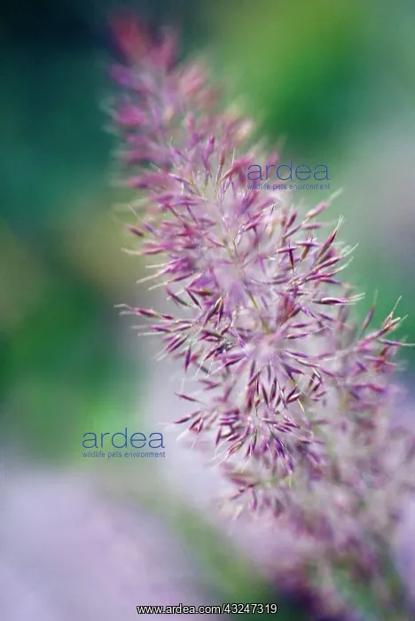 : Korean feather reed grass : Korean feather reed grass