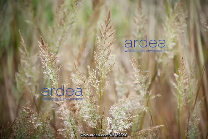 : Korean feather reed grass, Calamagrostis brachytricha : Korean feather reed grass, Calamagrostis brachytricha