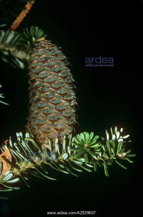 : Korean Fir - cone beginning to mature : Korean Fir - cone beginning to mature