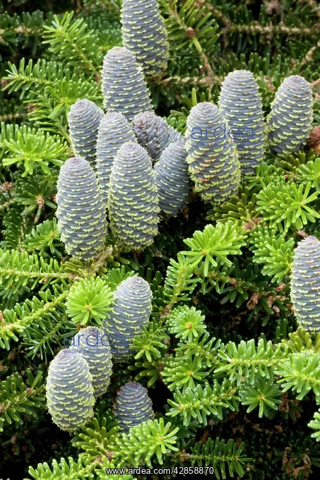: Korean fir with cones : Korean fir with cones