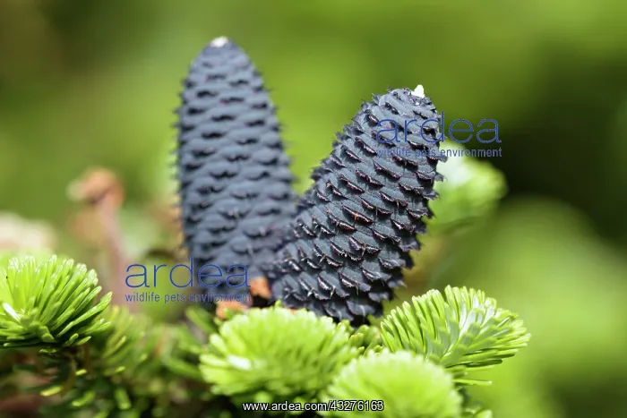 : Korean fir Silberlocke, Abies koreana Silberlocke : Korean fir Silberlocke, Abies koreana Silberlocke