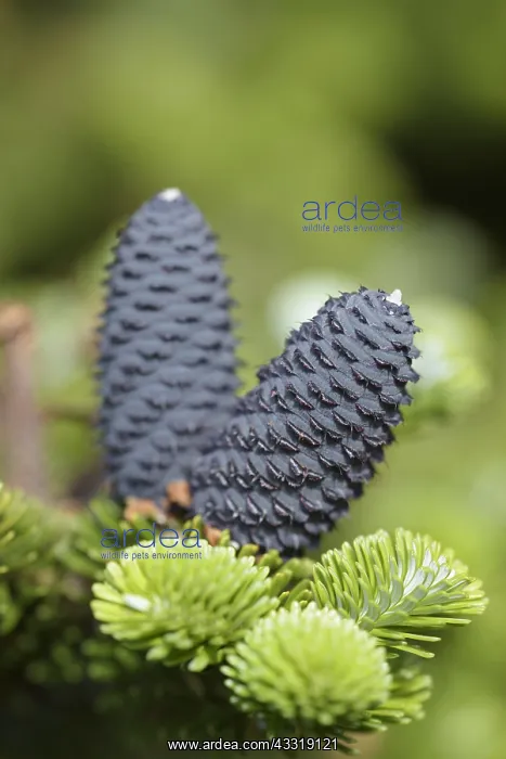: Korean fir Silberlocke, Abies koreana Silberlocke : Korean fir Silberlocke, Abies koreana Silberlocke