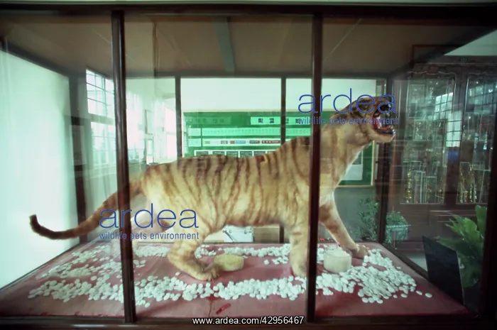 : Last Korean Tiger - mounted specimen on display : Last Korean Tiger - mounted specimen on display