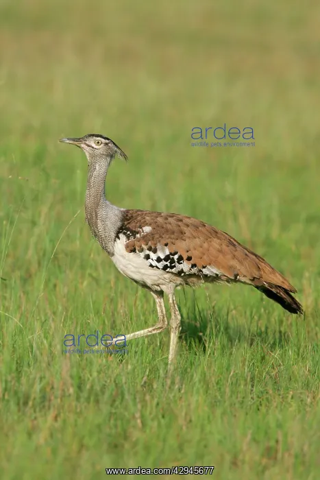 : Kori Bustard : Kori Bustard