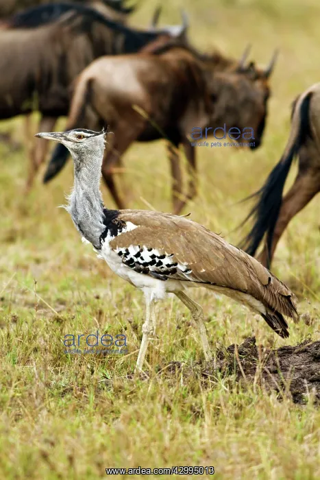 : Kori Bustard : Kori Bustard