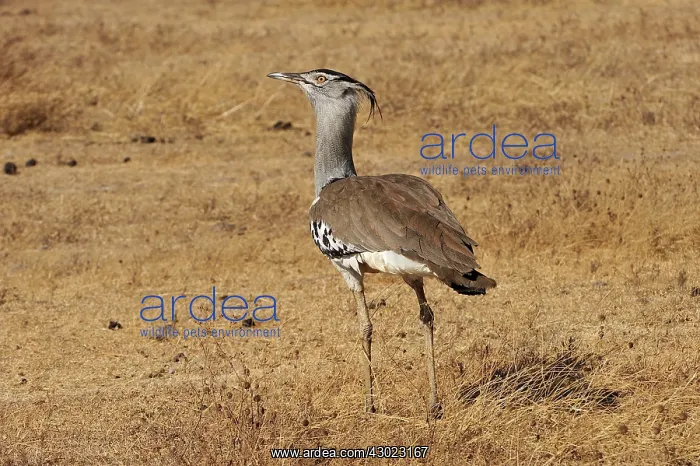 : Kori Bustard : Kori Bustard