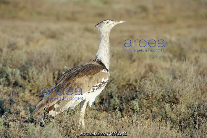  : Kori Bustard