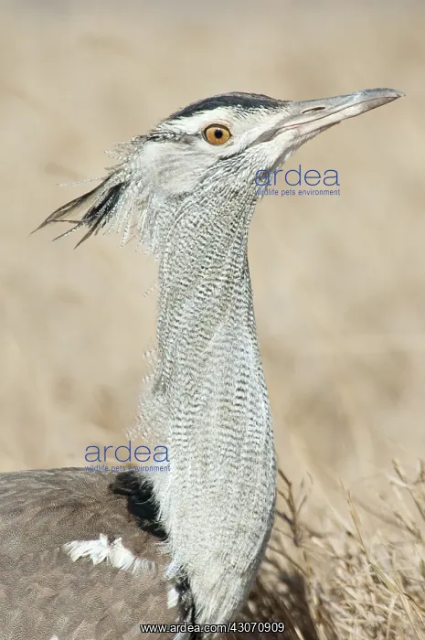 : Kori Bustard : Kori Bustard