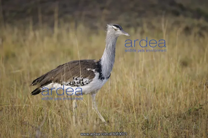 : Kori Bustard : Kori Bustard