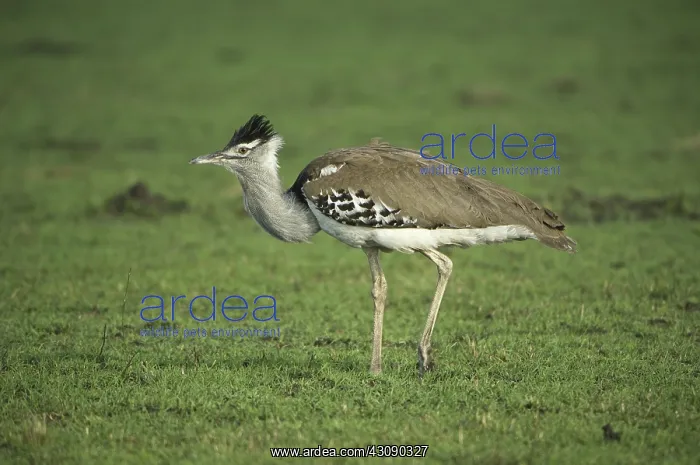 : Kori Bustard : Kori Bustard
