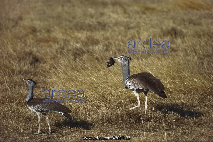 : Kori Bustard : Kori Bustard