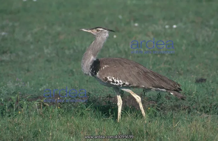 : Kori Bustard : Kori Bustard