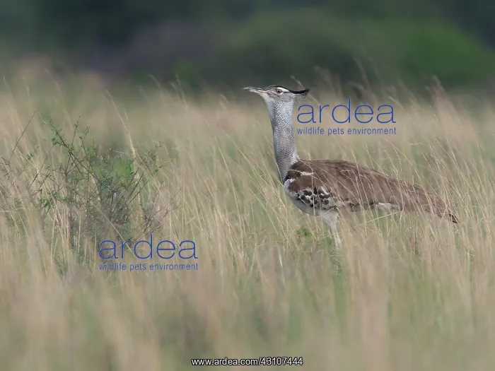 : Kori Bustard : Kori Bustard