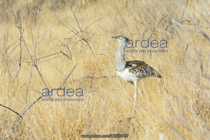 : Kori Bustard : Kori Bustard
