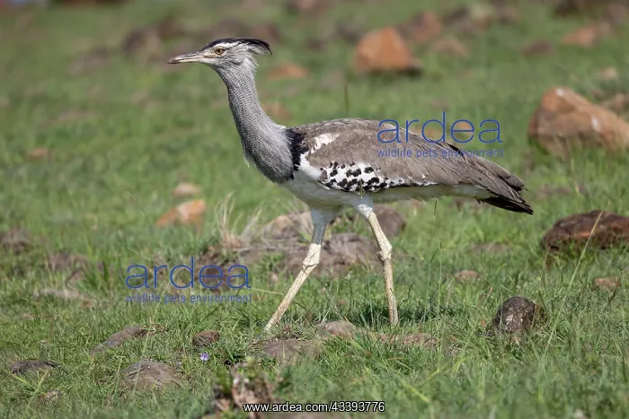 : KORI BUSTARD : KORI BUSTARD