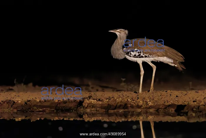 : KORI BUSTARD : KORI BUSTARD