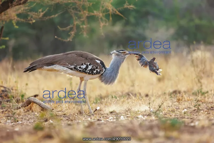 : KORI BUSTARD : KORI BUSTARD
