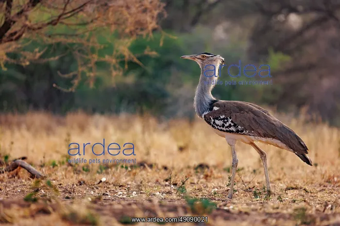 : KORI BUSTARD : KORI BUSTARD