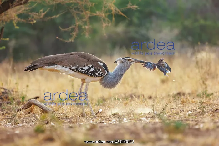 : KORI BUSTARD : KORI BUSTARD