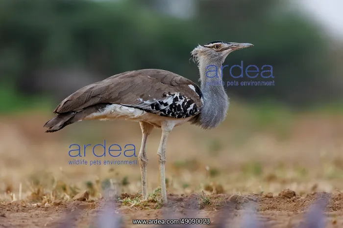 : KORI BUSTARD : KORI BUSTARD
