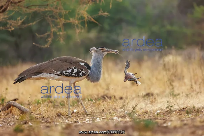 : KORI BUSTARD : KORI BUSTARD