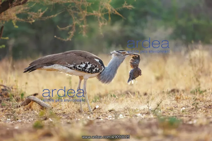 : KORI BUSTARD : KORI BUSTARD