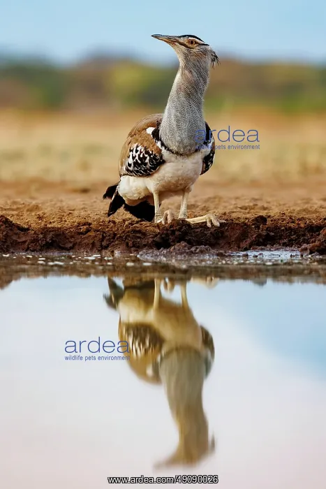 : KORI BUSTARD : KORI BUSTARD