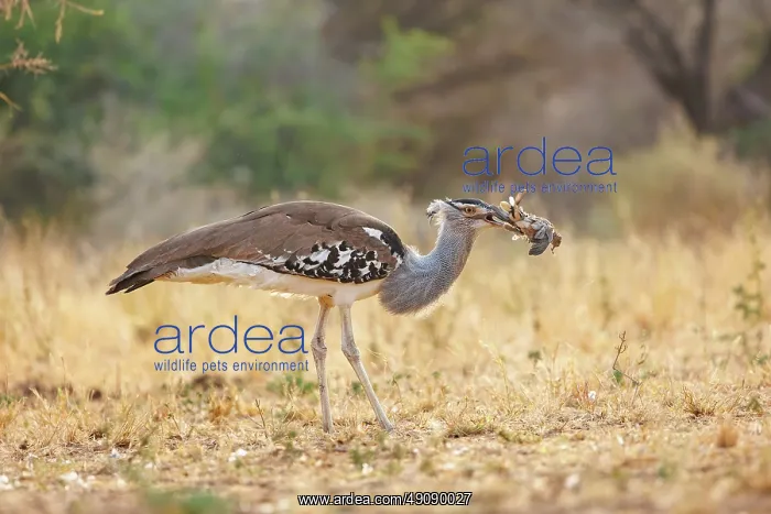 : KORI BUSTARD : KORI BUSTARD