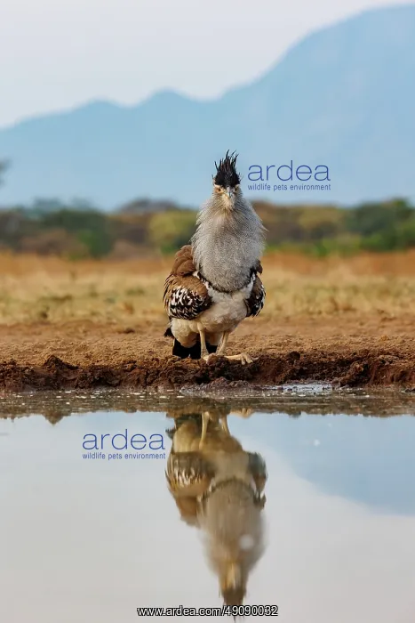 : KORI BUSTARD : KORI BUSTARD